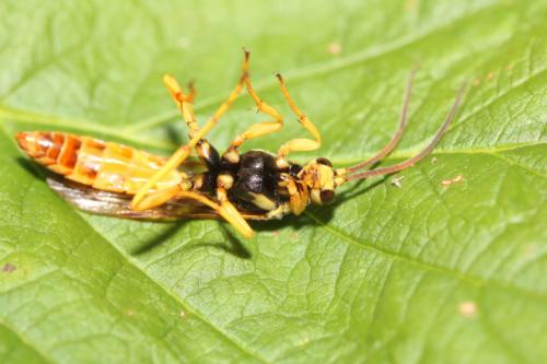 Réf. 353 371 : Eutanyacra crispatoria